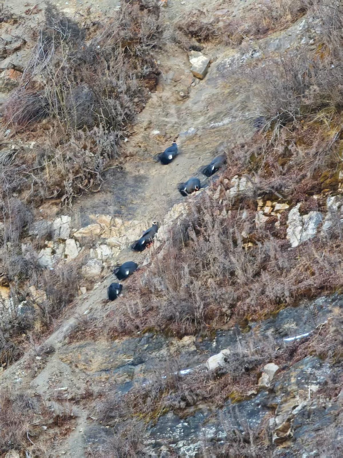 山坡上的马鸡群